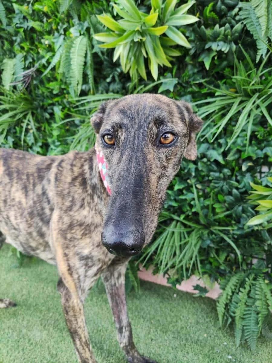 Clementine, Galgo Español (Galgos del Sur)