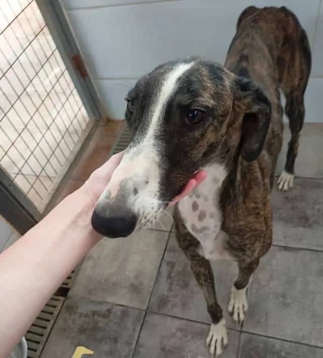 Ludo, Galgo Español (Galgos del Sur)