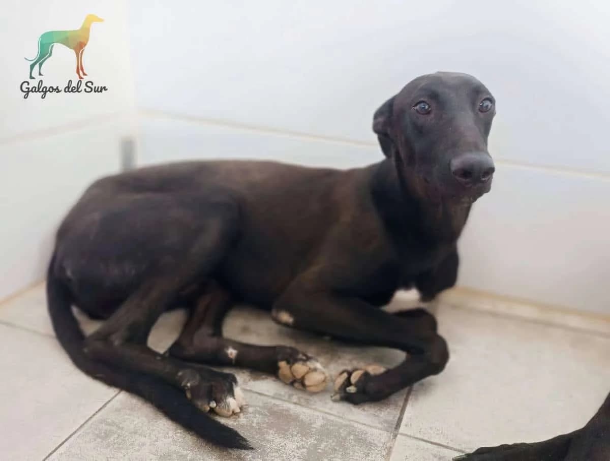 King, Galgo Español (Galgos del Sur)