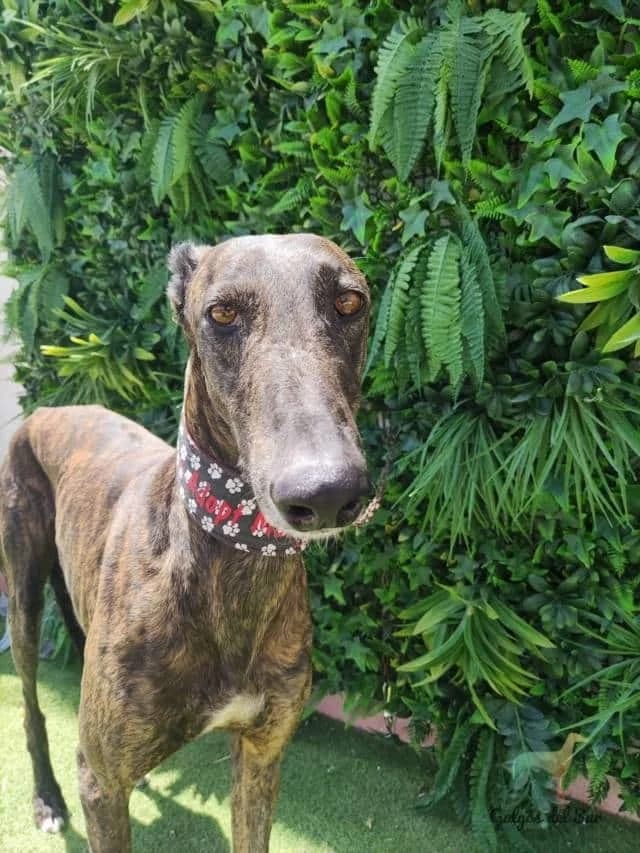 Río, Galgo Español (Galgos del Sur)