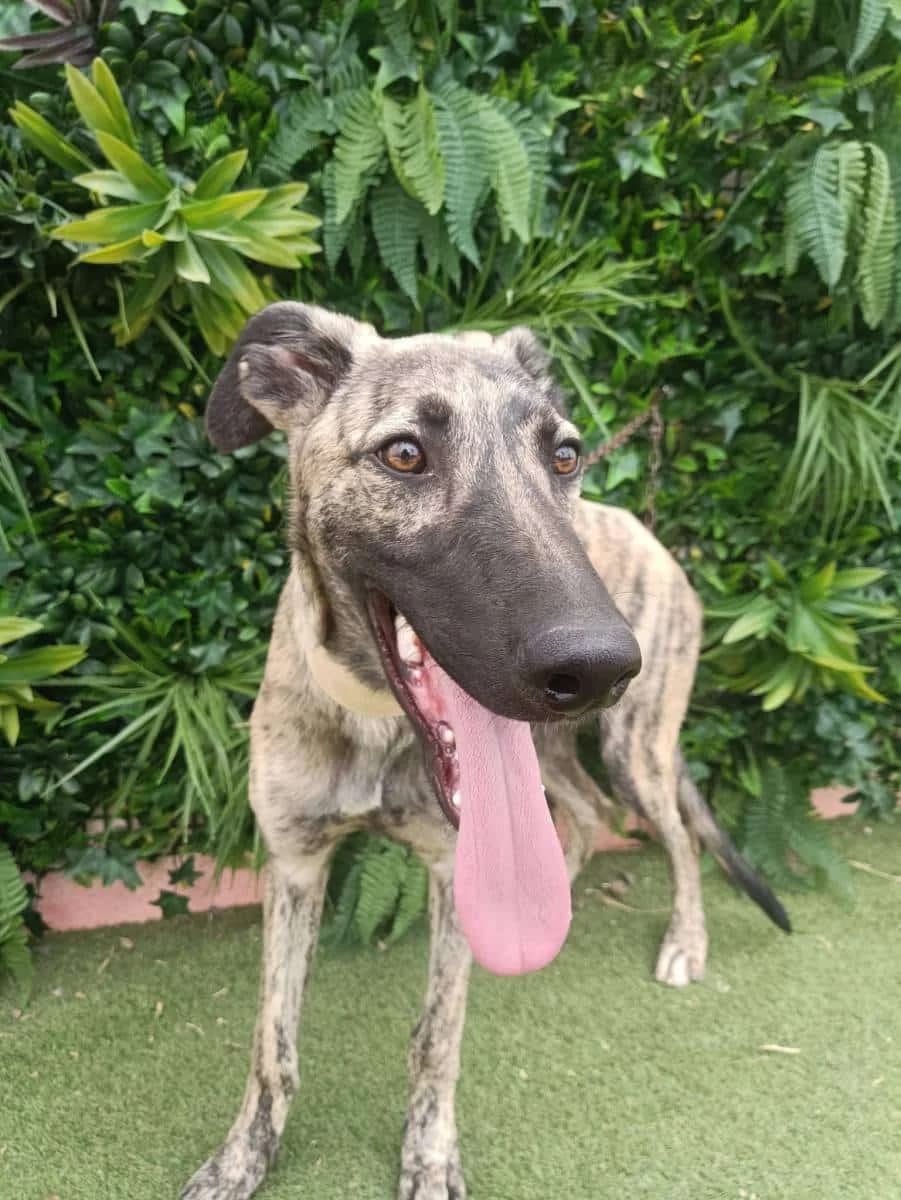 Scout, Galgo Español (Galgos del Sur)
