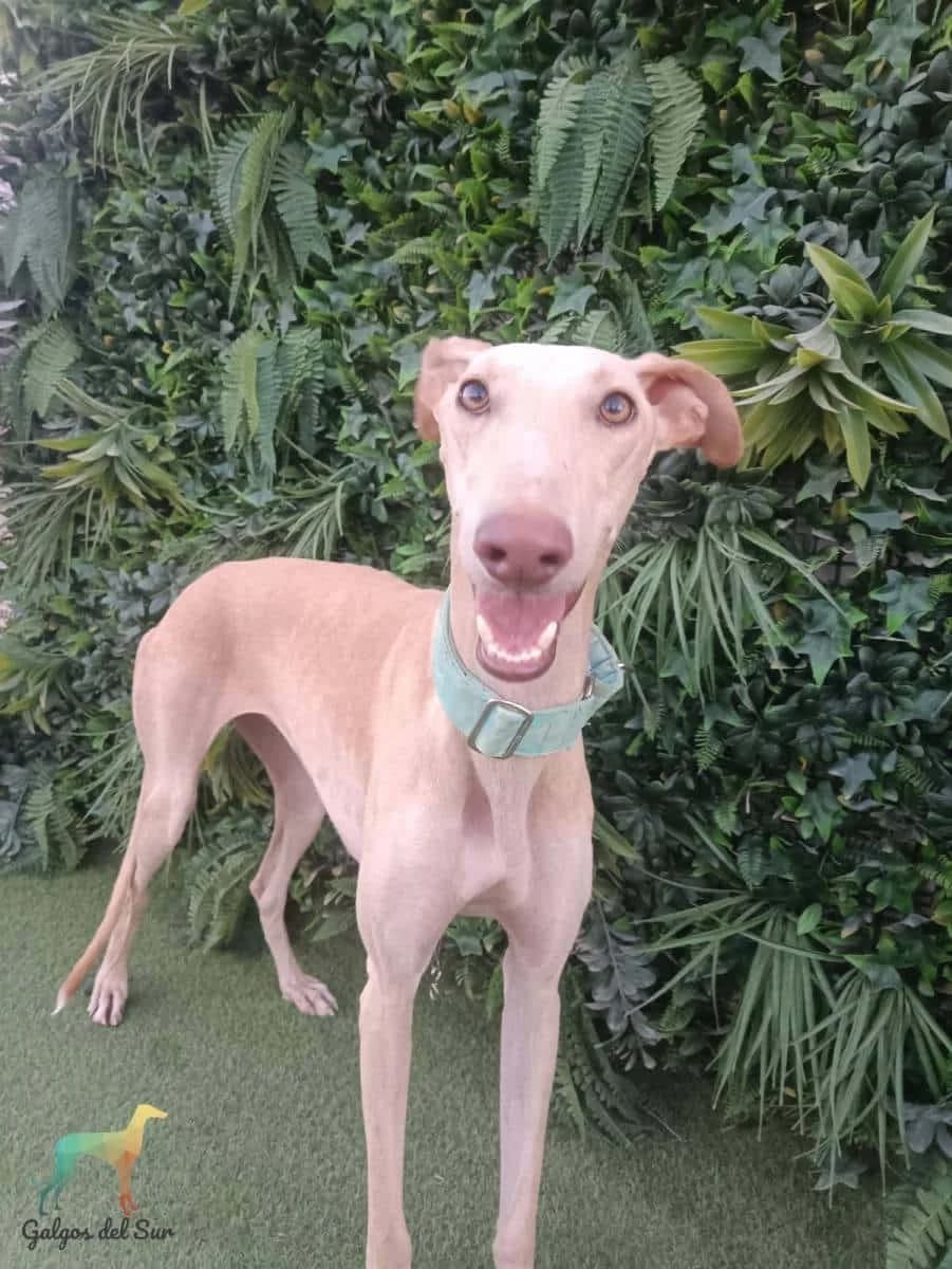 Yma, female Galgo Español for adoption at Galgos del Sur