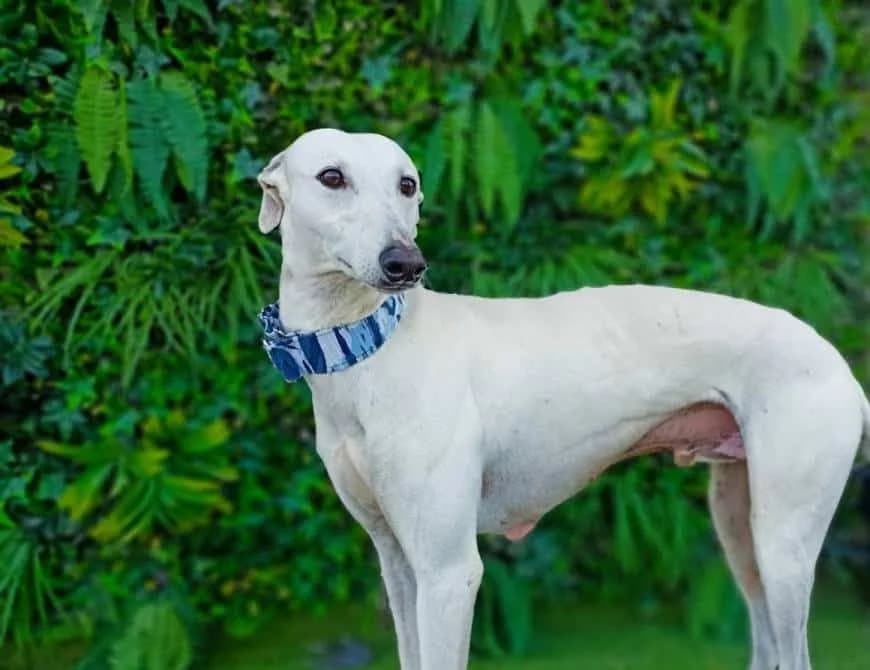 Winter, male Galgo Español for adoption at Galgos del Sur