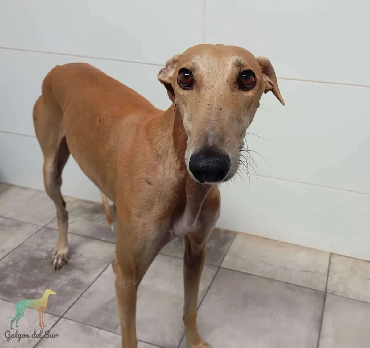 Valentino, male Galgo Español for adoption at Galgos del Sur