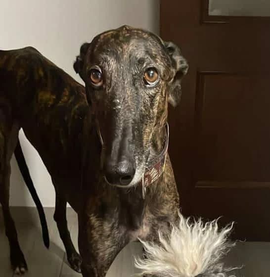 Río, male Galgo Español for adoption at Galgos del Sur