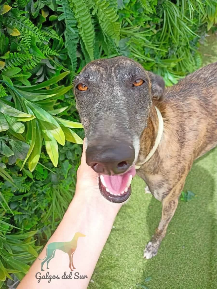 Max, male Galgo Español for adoption at Galgos del Sur