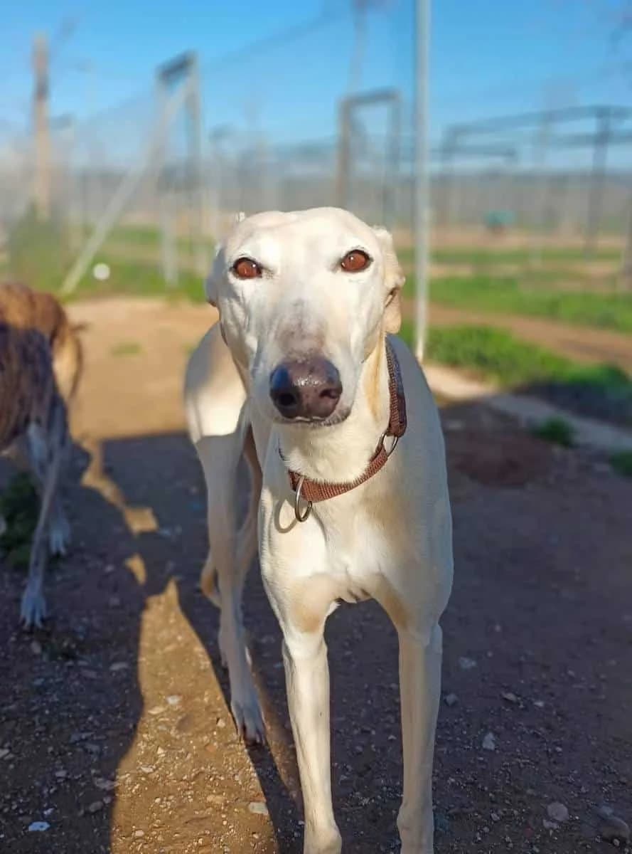 Emilia, female Galgo Español for adoption at Galgos del Sur