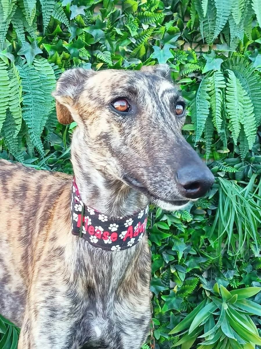 Texas, male Galgo Español for adoption at Galgos del Sur