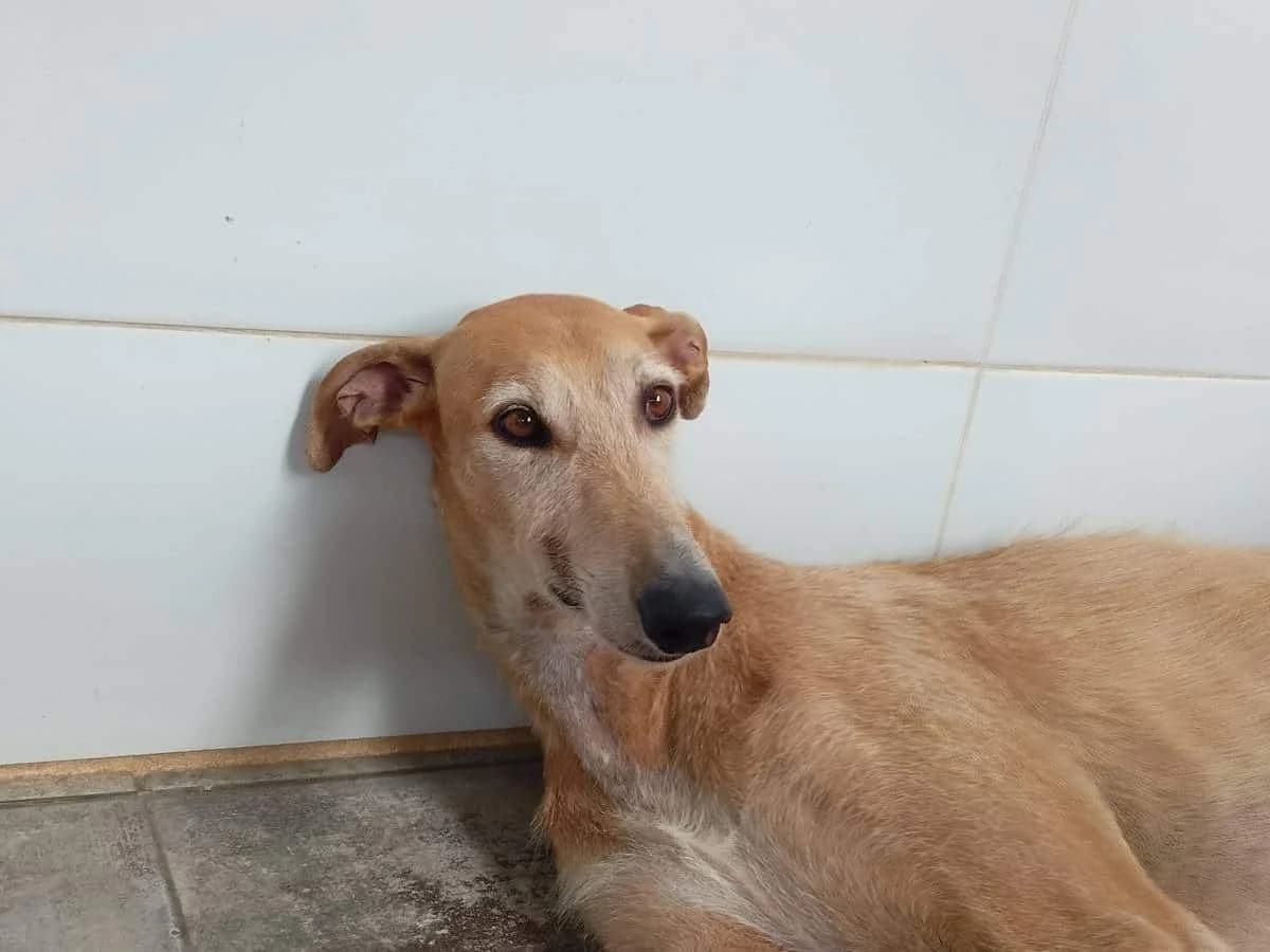Sony, male Galgo Español for adoption at Galgos del Sur