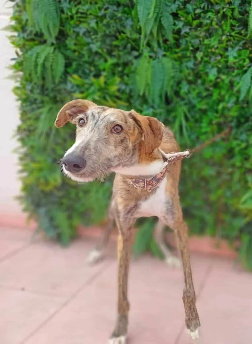 Shanks, male Galgo Español for adoption at Galgos del Sur