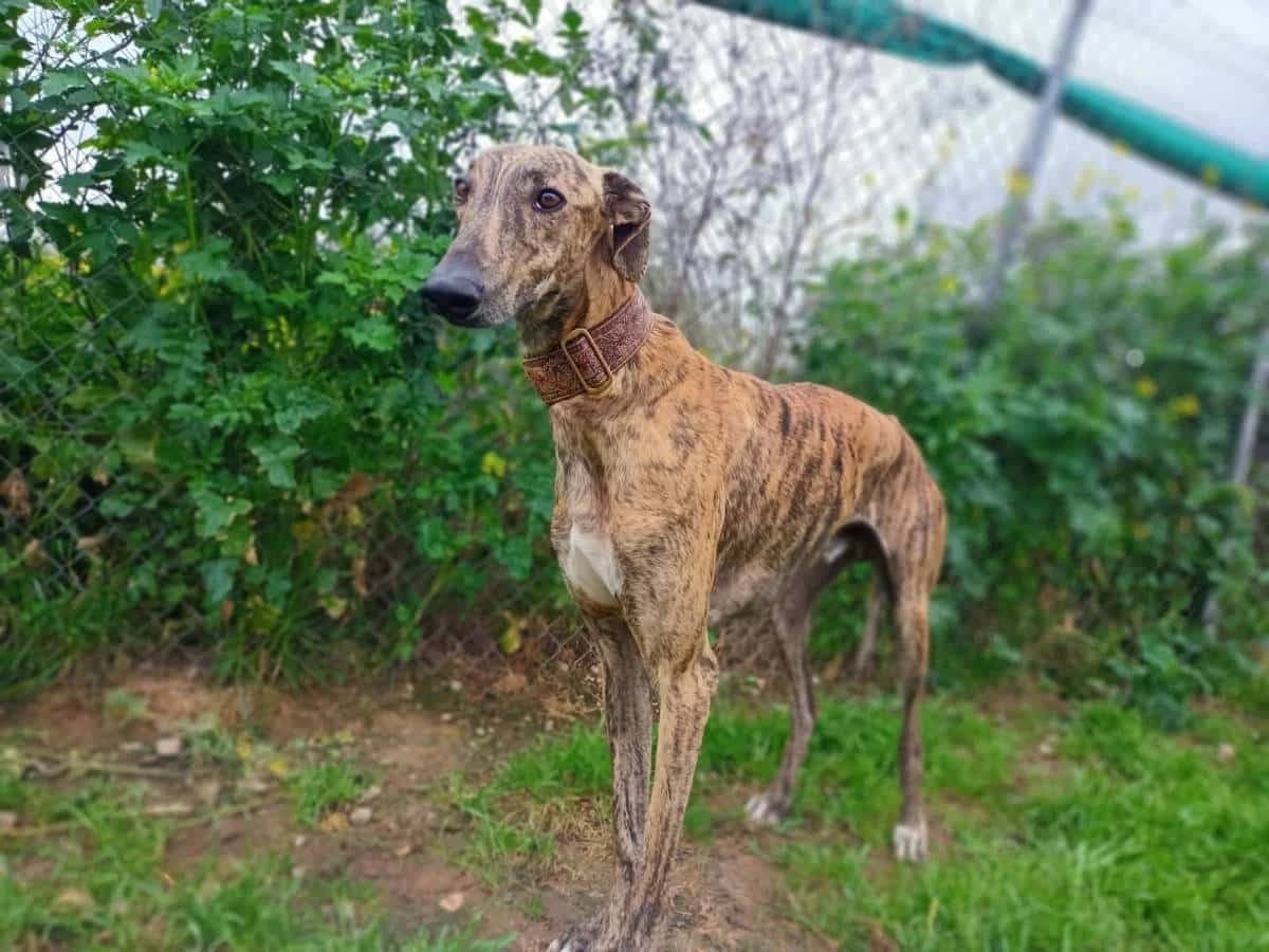 Amir, male Galgo Español for adoption at Galgos del Sur