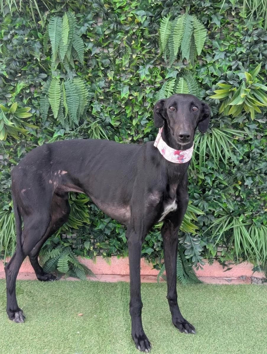 IVÁN, male Galgo Español for adoption at Galgos del Sur