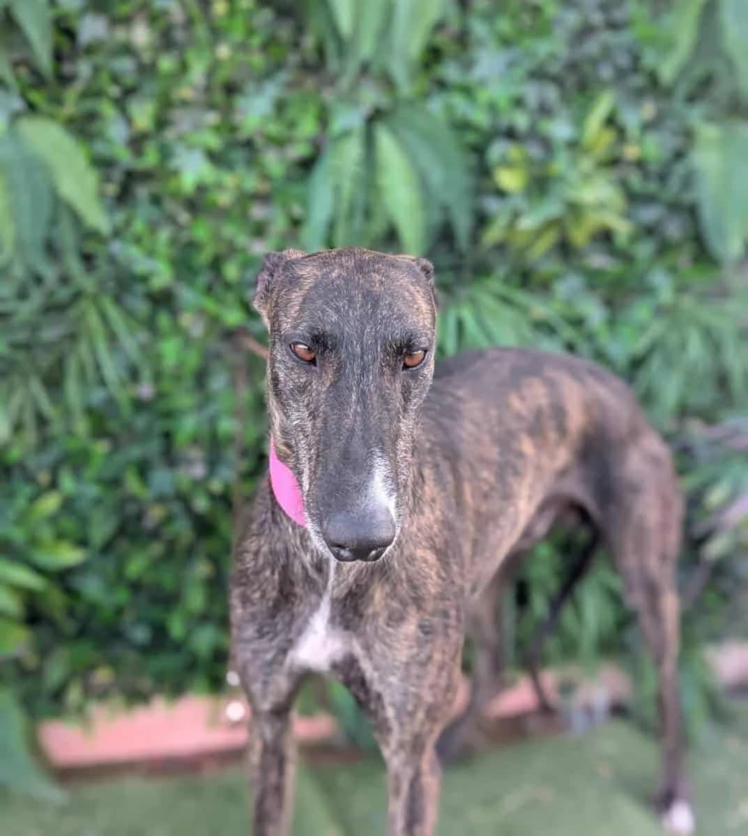 Chaplin, male Galgo Español for adoption at Galgos del Sur