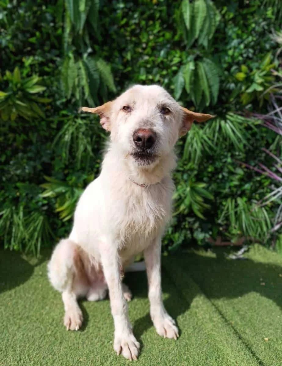 Chaol, male Galgo Español for adoption at Galgos del Sur