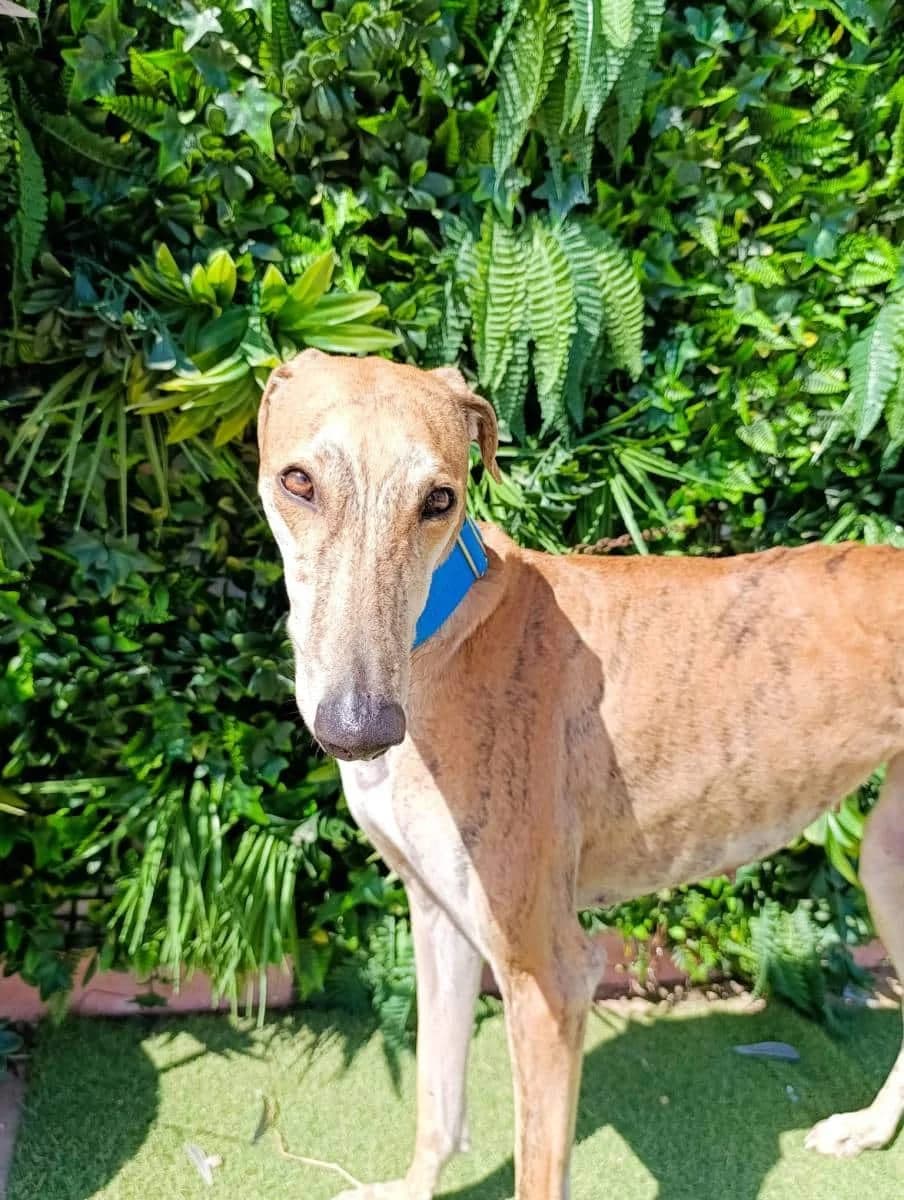 Ealyn, female Galgo Español for adoption at Galgos del Sur