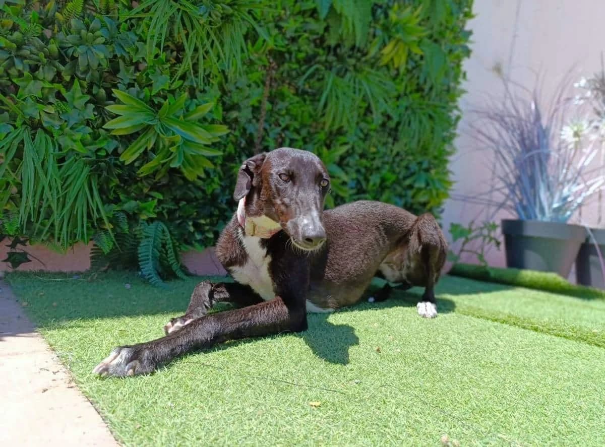 Jessica, female Galgo Español for adoption at Galgos del Sur