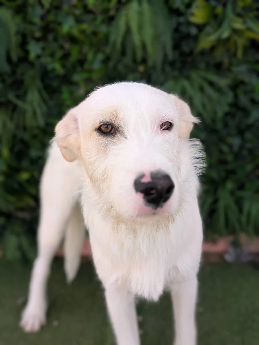 Sandor, male Galgo Español for adoption at Galgos del Sur
