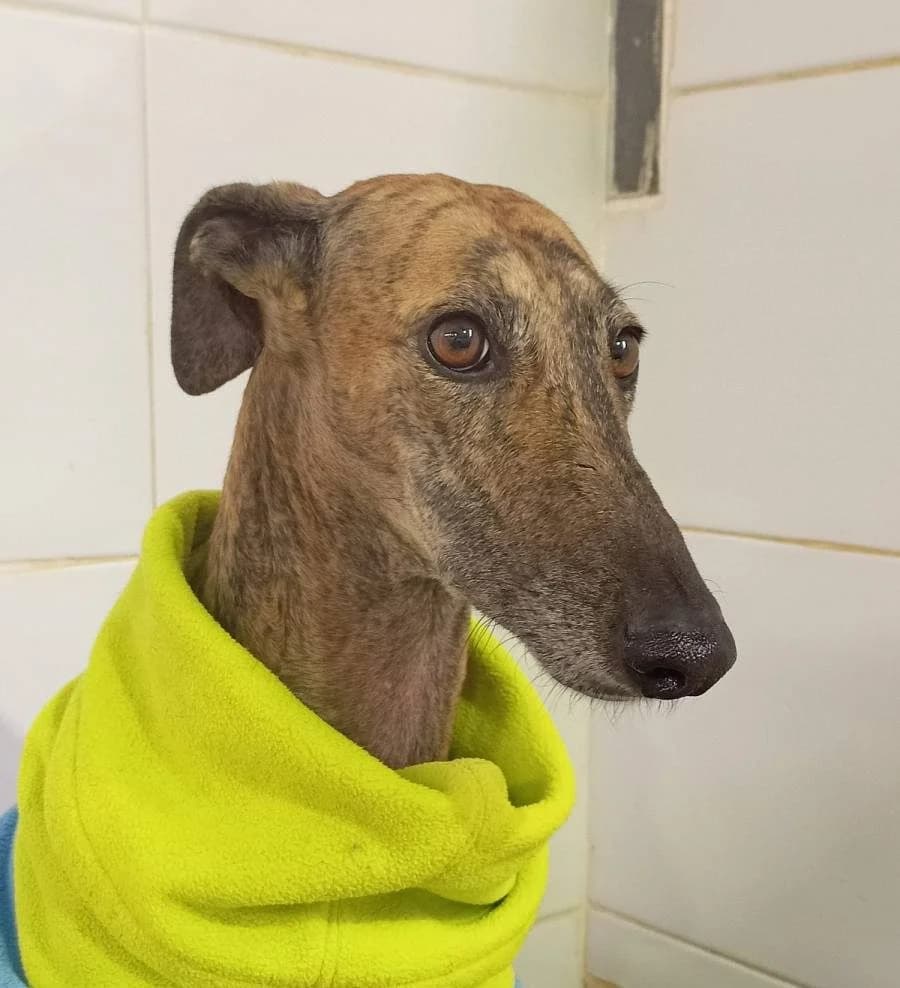Mary Ann, female Galgo Español for adoption at Galgos del Sur
