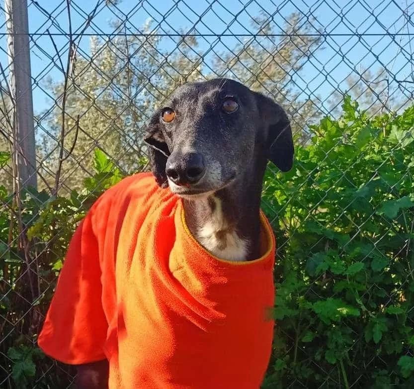 Gabriel, male Galgo Español for adoption at Galgos del Sur