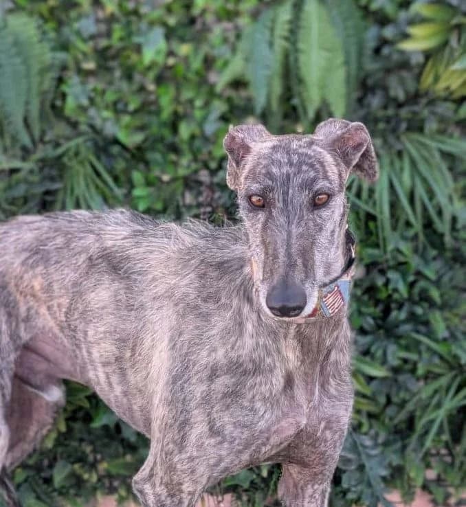HÉRCULES, male Galgo Español for adoption at Galgos del Sur