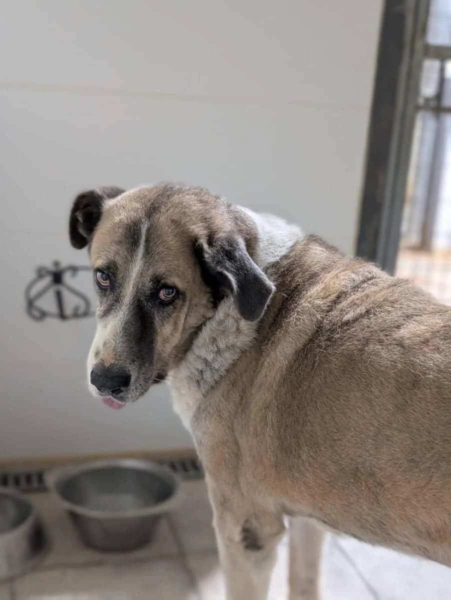 DORIAN, male Galgo Español for adoption at Galgos del Sur