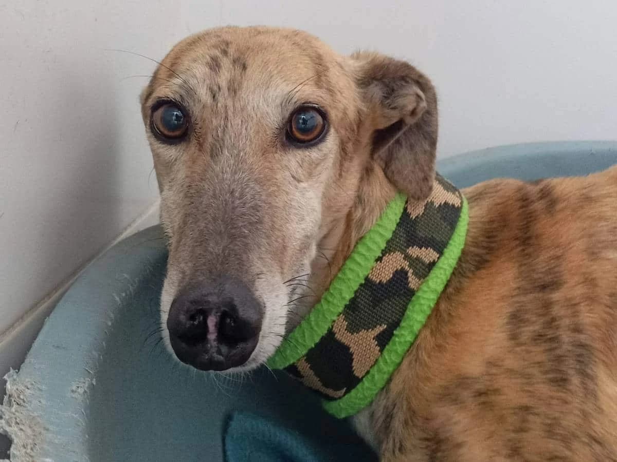 ASLAN, male Galgo Español for adoption at Galgos del Sur