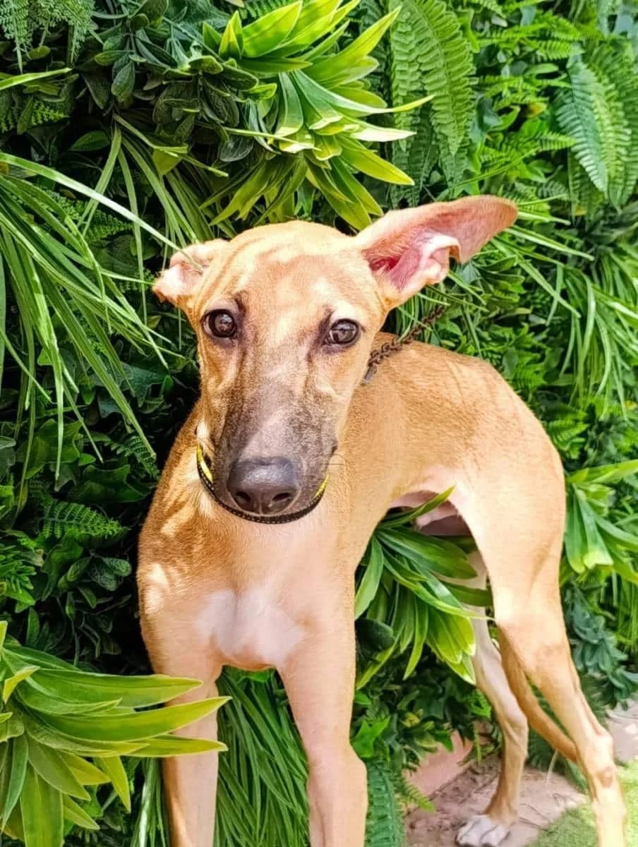GOJI, male Galgo Español for adoption at Galgos del Sur
