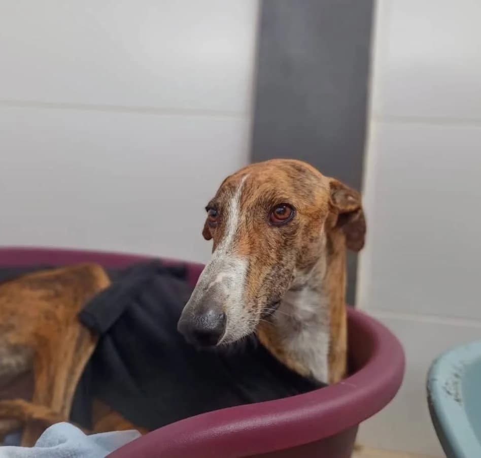SAMAEL, male Galgo Español for adoption at Galgos del Sur