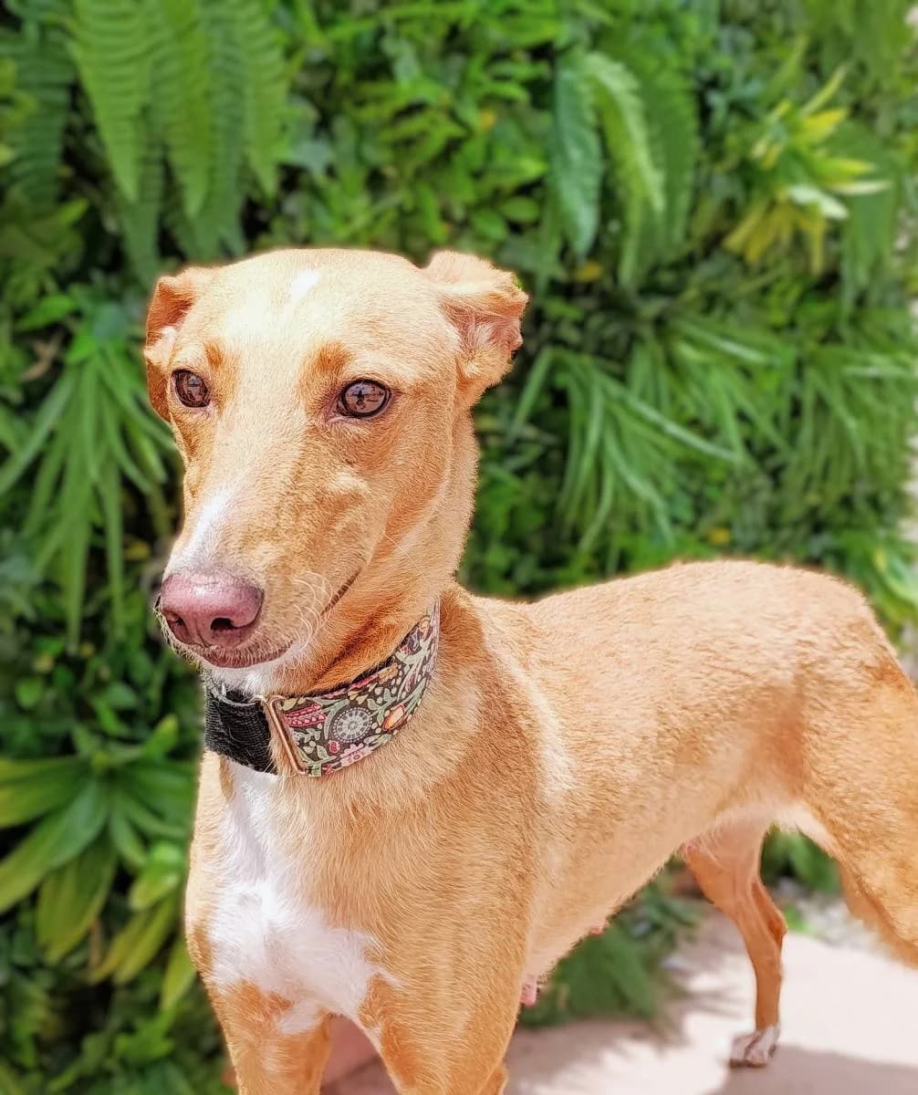 HERA, female Galgo Español for adoption at Galgos del Sur