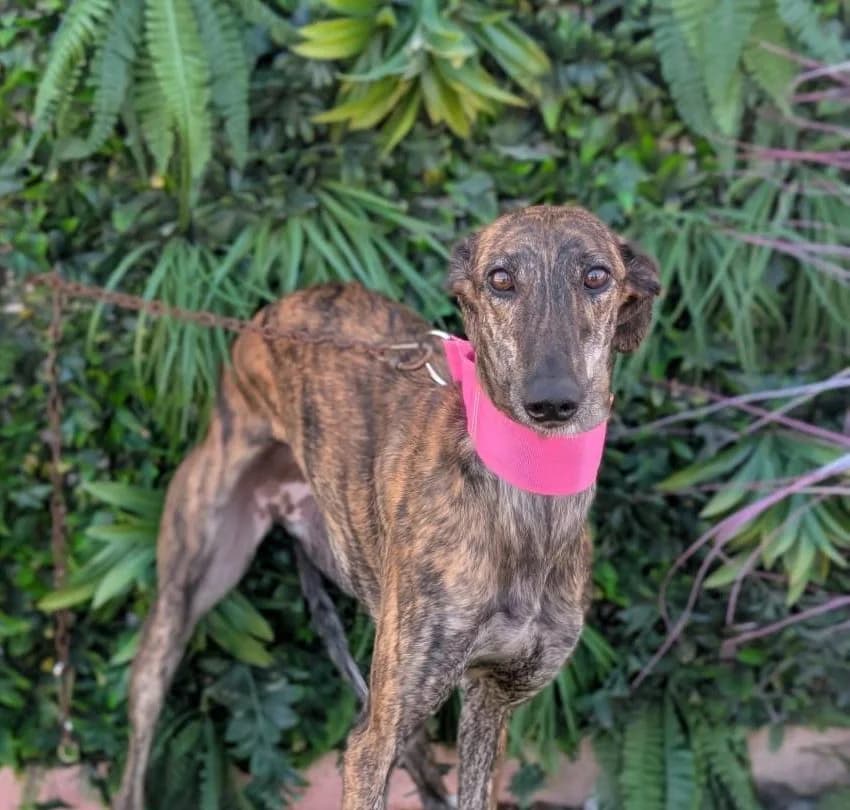 CASSANDRA, female Galgo Español for adoption at Galgos del Sur