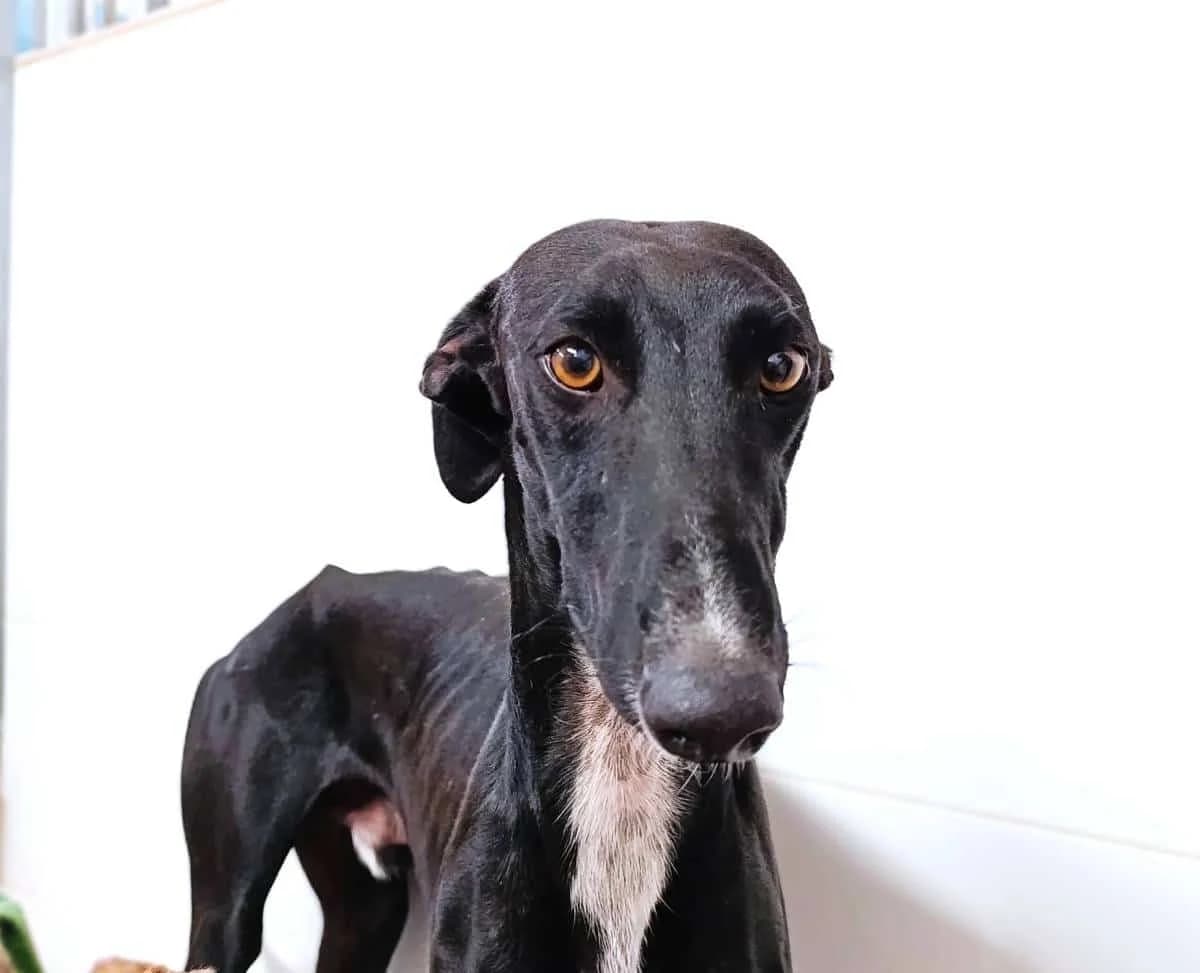 ASTRO, male Galgo Español for adoption at Galgos del Sur