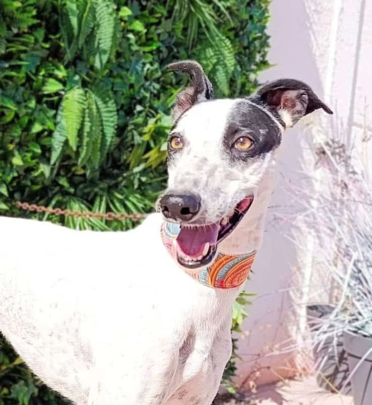 Firenze, male Galgo Español for adoption at Galgos del Sur