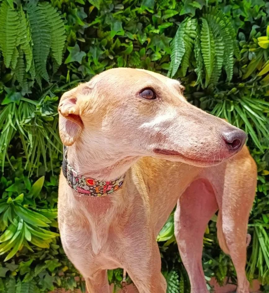 Dianna, female Galgo Español for adoption at Galgos del Sur