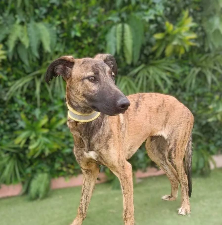 Salu, male Galgo Español for adoption at Galgos del Sur