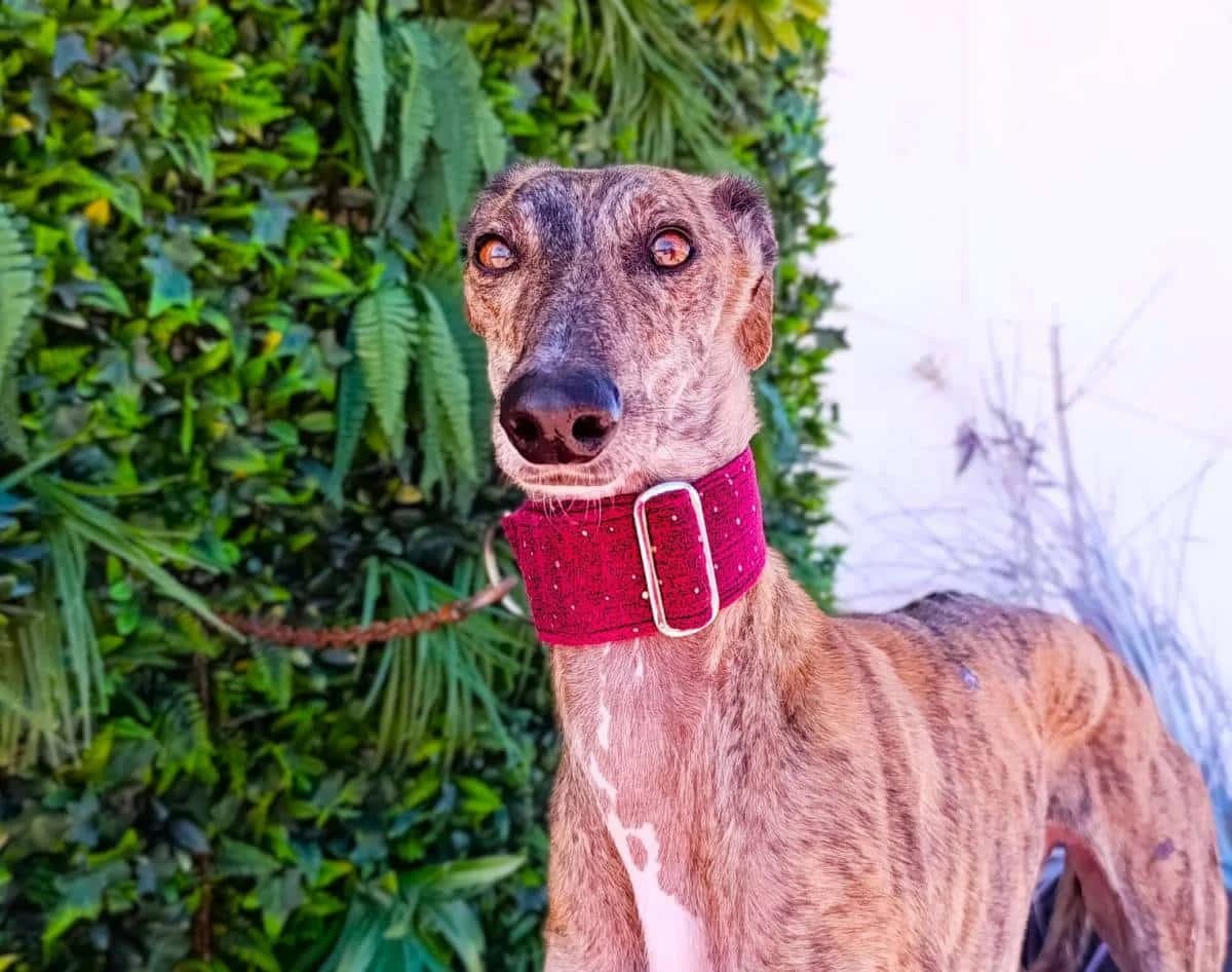 LUCITA, female Galgo Español for adoption at Galgos del Sur