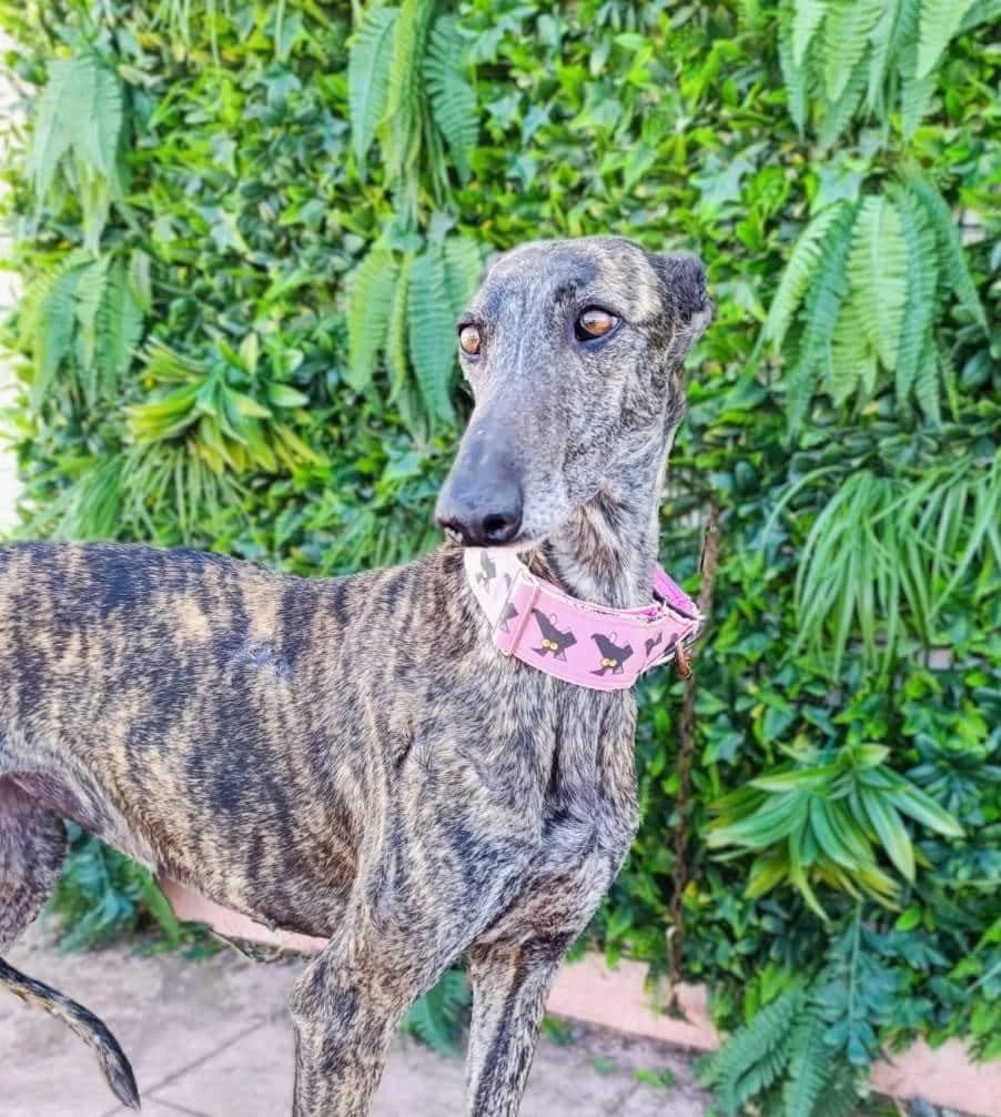 AMMA, female Galgo Español for adoption at Galgos del Sur