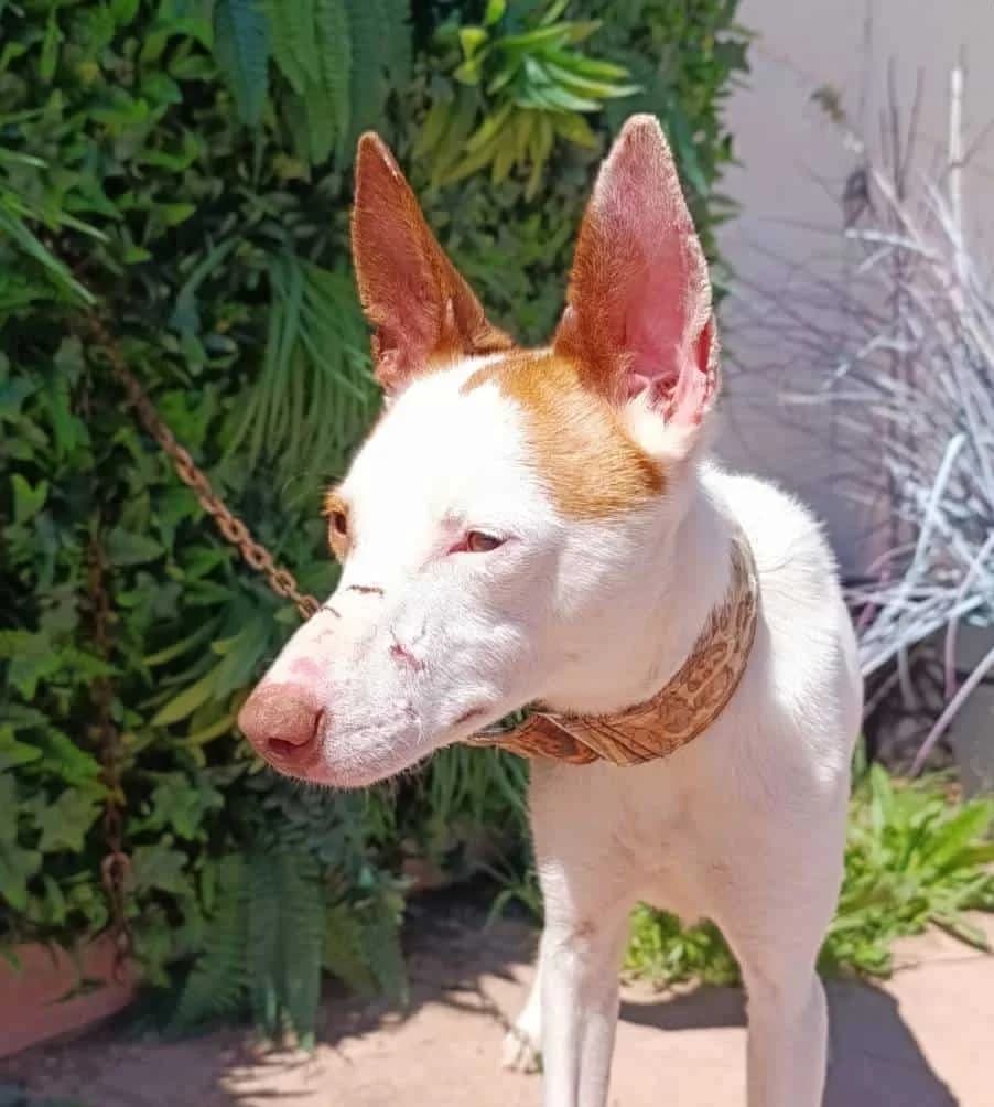 KÉFIR, male Galgo Español for adoption at Galgos del Sur