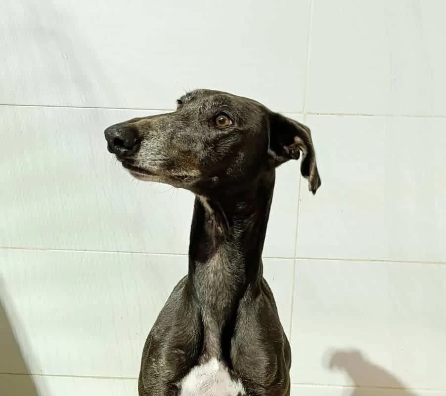 LOGAN, male Galgo Español for adoption at Galgos del Sur