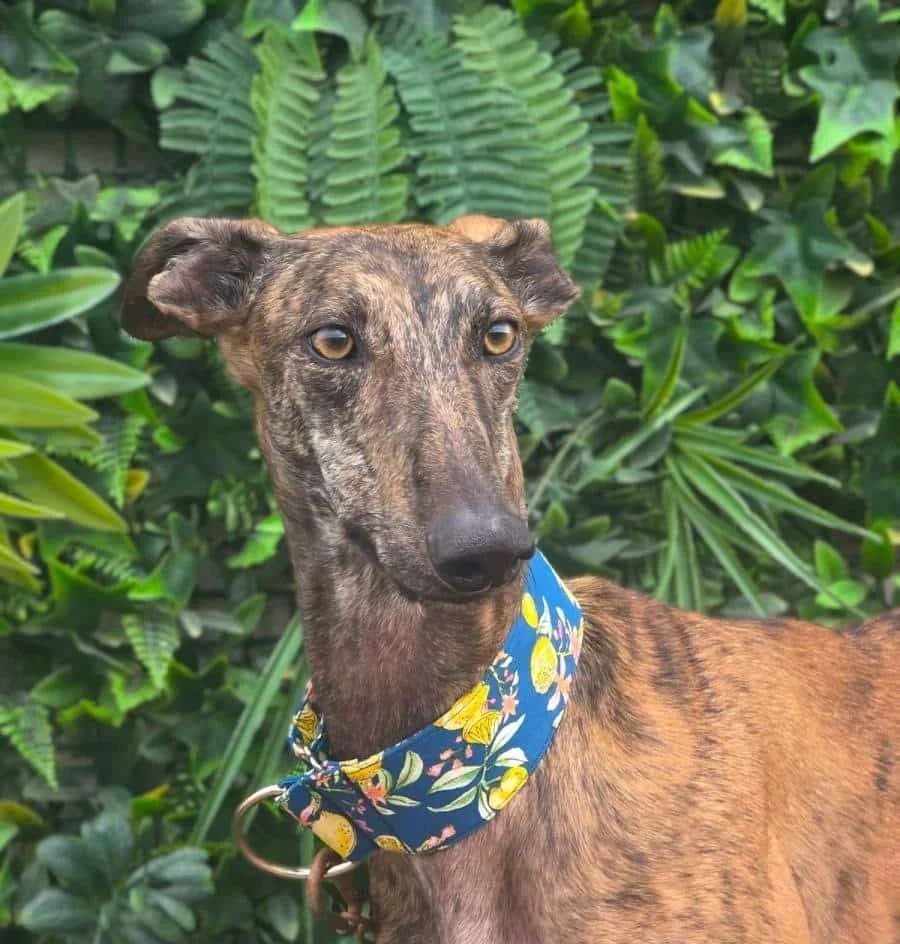 ROBE, male Galgo Español for adoption at Galgos del Sur
