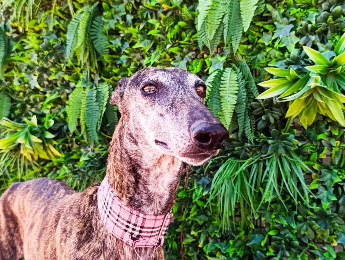 ACUARELA, female Galgo Español for adoption at Galgos del Sur