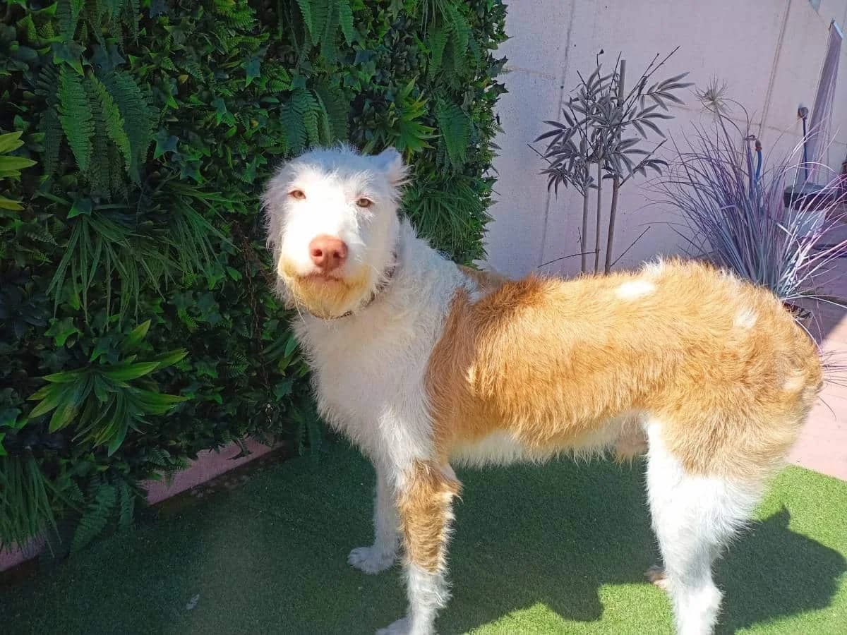 DUDLEY, male Galgo Español for adoption at Galgos del Sur