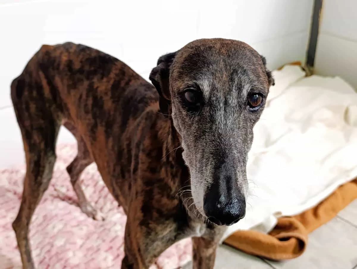 GUADALUPE, female Galgo Español for adoption at Galgos del Sur