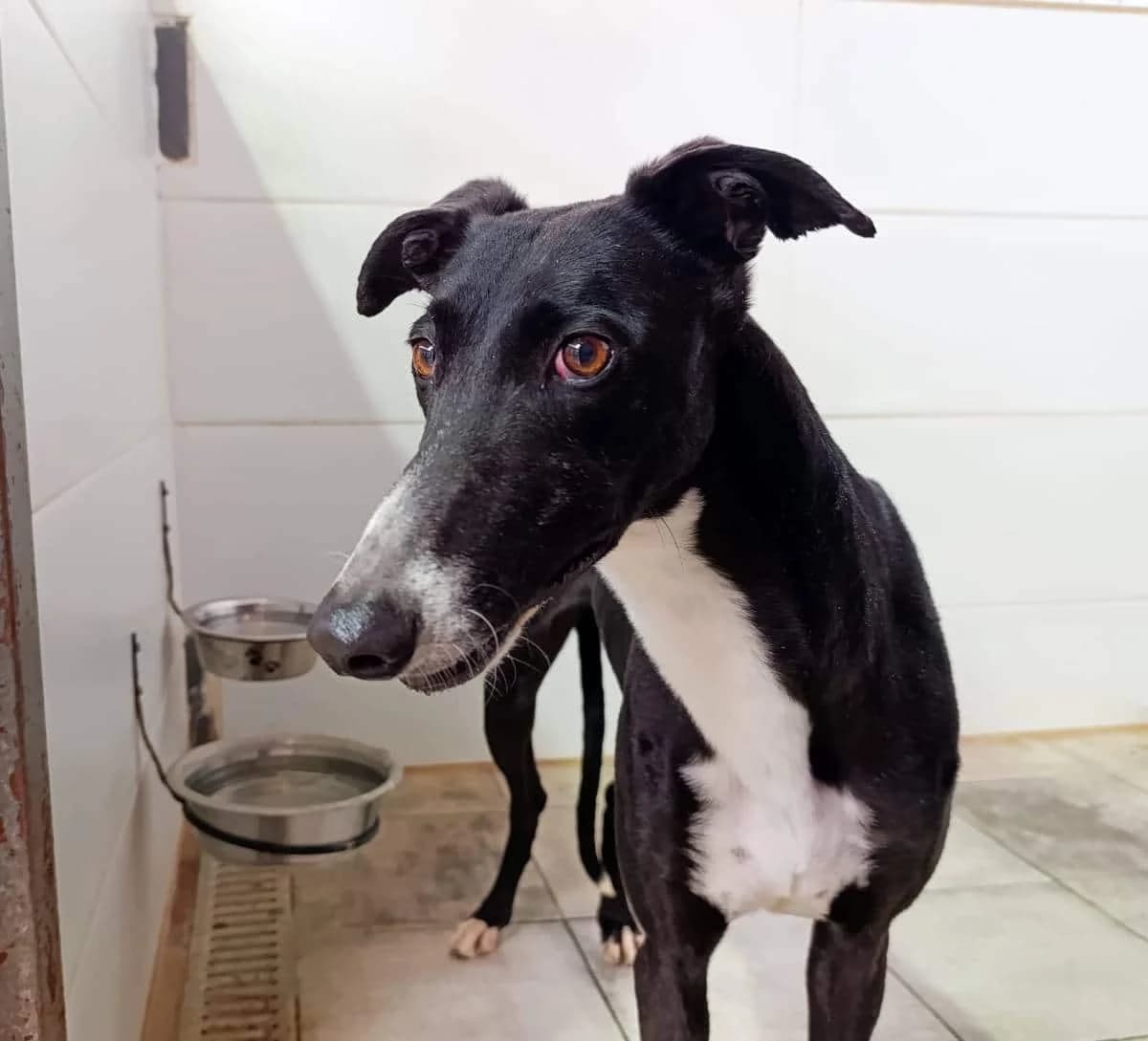 KESIA, male Galgo Español for adoption at Galgos del Sur
