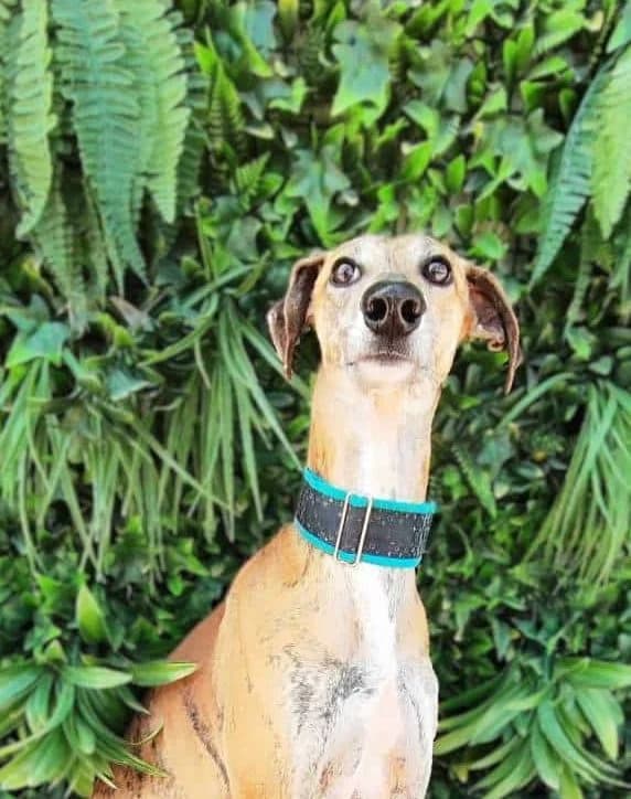 ELIAN, male Galgo Español for adoption at Galgos del Sur