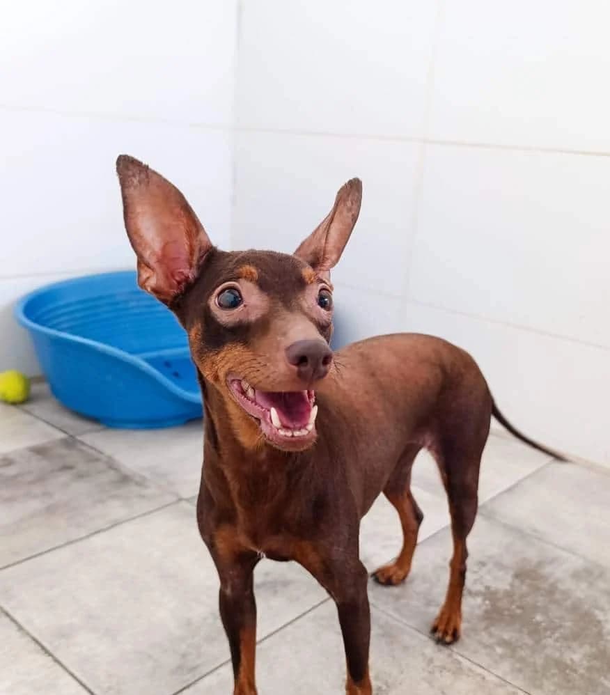 CANELA, female Galgo Español for adoption at Galgos del Sur
