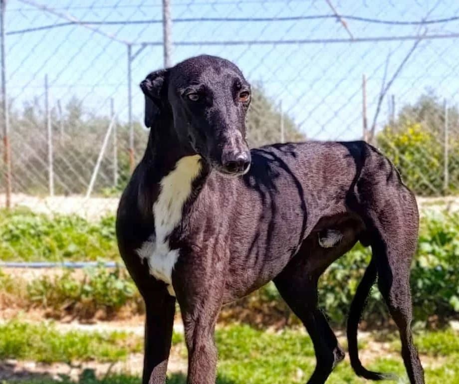 HOPPITY, male Galgo Español for adoption at Galgos del Sur