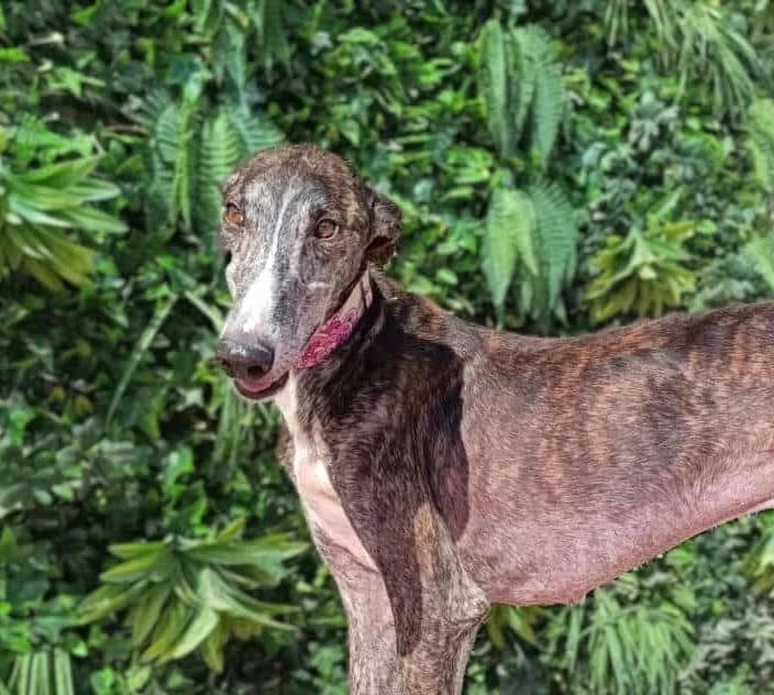 KENAI, male Galgo Español for adoption at Galgos del Sur