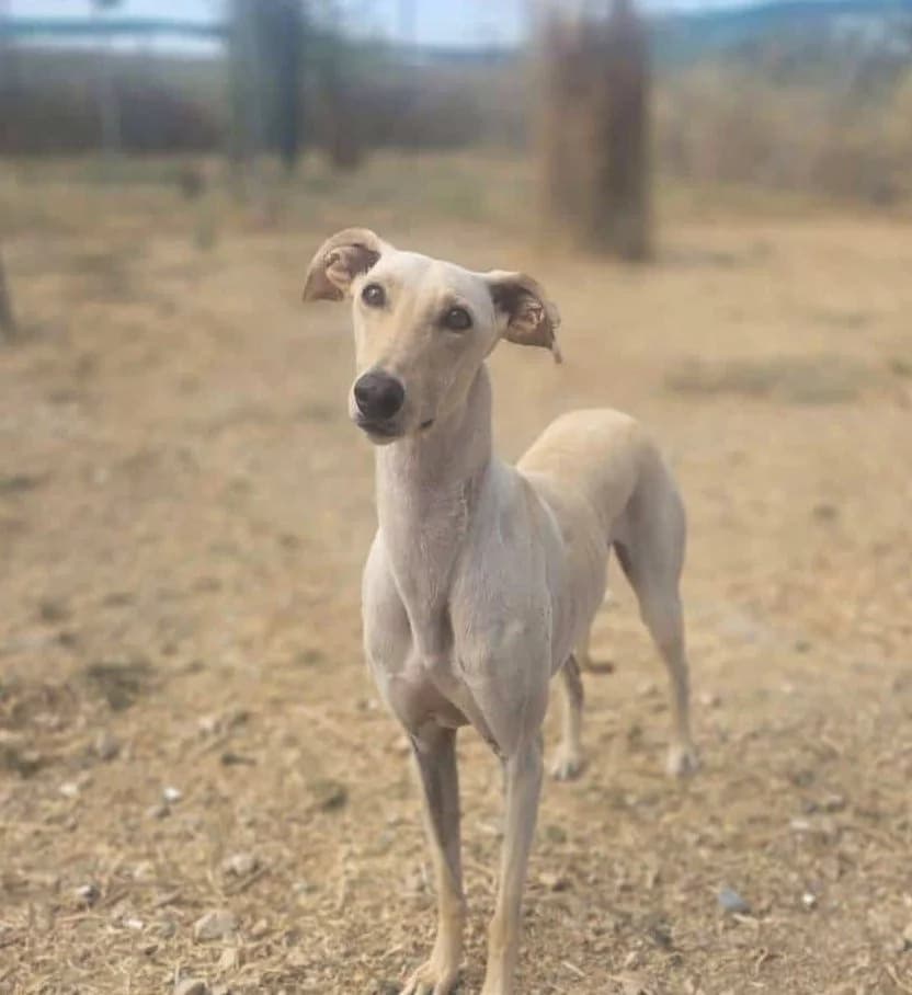 Zaimo, male Galgo Español for adoption at Galgos del Sur