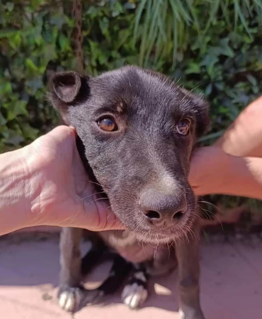 JUJUTSU, female Galgo Español for adoption at Galgos del Sur
