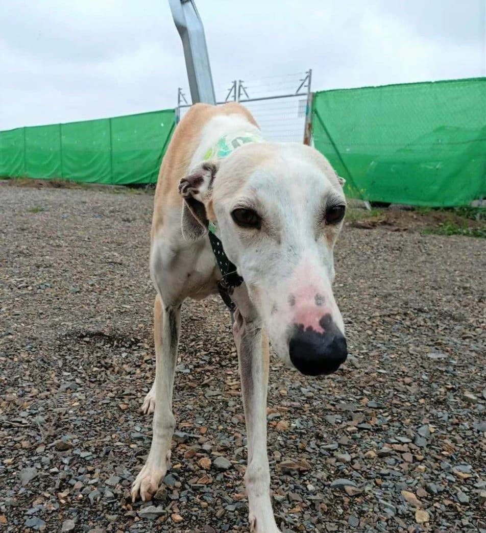 Cartier, Galgo Español (Galgos del Sur)